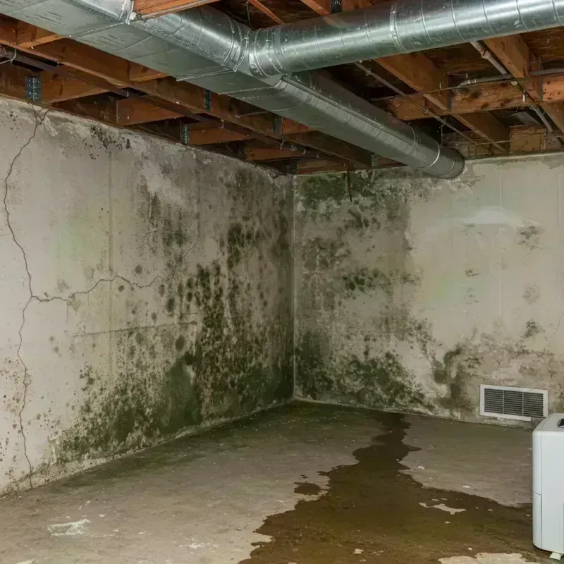 Professional Mold Removal in Litchfield, IL